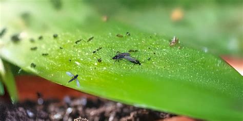 Kleine Fliegen in der Blumenerde schnell loswerden Talu.de