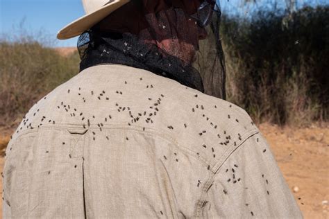Flies in the Australian outback