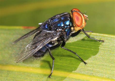 Flies Spread A Disease