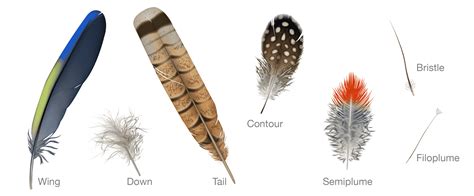 Flight Feathers Of The Tail