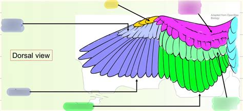 Flight Feathers Term