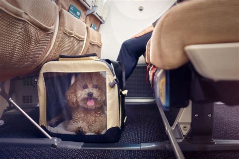 Flight Rules For Pets