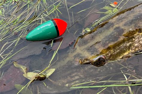 Float Fishing For Perch