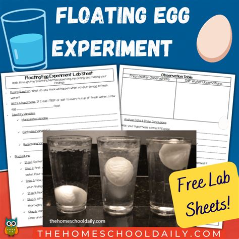 Floating Egg Experiment Conclusion