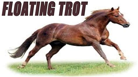 Floating Horse Trot
