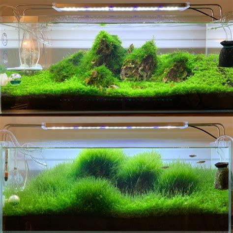 Floating Java Moss