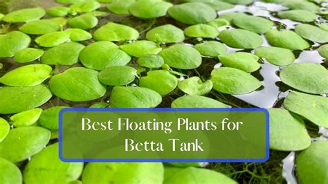 floating plants for betta fish