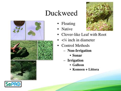 Floating Weeds Examples