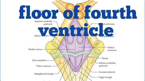floor fourth ventricle