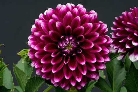 Flor De La Dalia - A Guide To The Most Popular Flower Of 2023