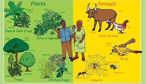 Flora vs Fauna - Differences between Flora and Fauna