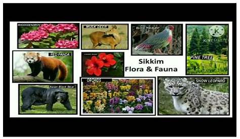 FLORA And FAUNA { SIKKIM Maths Project } - YouTube