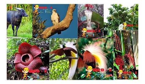 4 Faktor Persebaran Flora dan Fauna di Indonesia - Materi Geografi Kelas 11
