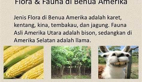 Flora dan fauna di benua amerika