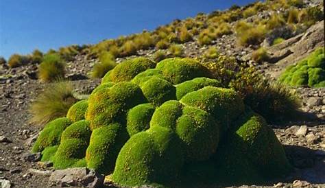 Flora del Norte de Chile : Flores típicas del Norte de Chile