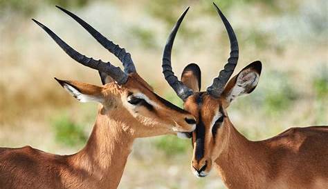 Flora Fauna Pictures | Hunting Safaris Africa Ozondjahe