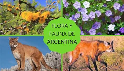 Argentina mapa flora fauna | A vector eps maps designed by our