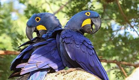 Pantanal é um dos destinos no Brasil para ver animais em estado