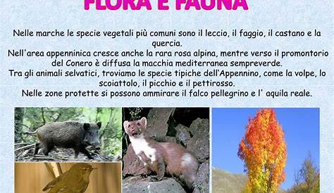 Fauna delle Marche