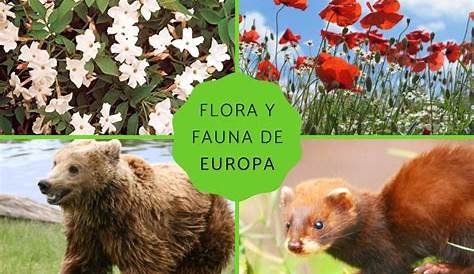 Flat european flora and fauna map constructor Vector Image