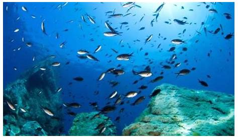 Pesci nel mare adriatico - Dago fotogallery