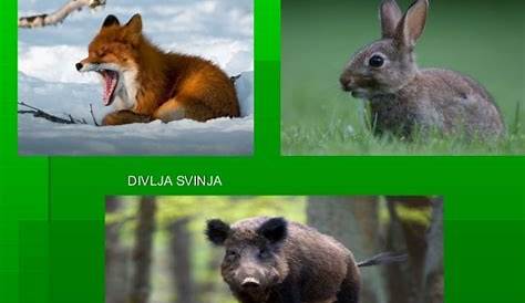 Flora i fauna Srbije