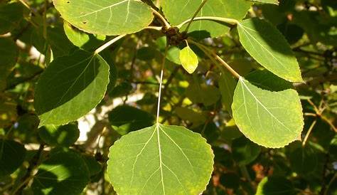 Populus fremontii | Botanical: Populus fremontii Common: Wes… | Flickr