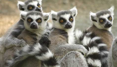 Fauna von Madagaskar: tolle Artenvielfalt - Deine Tiere