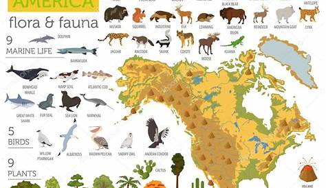 Descargar - Fauna y flora de América del norte, mapa, plano elementos