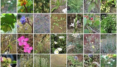 Flora y fauna de sierra espuña