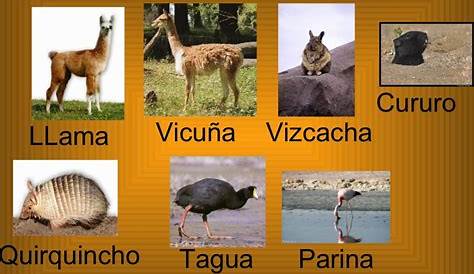 Naturaleza de Chile: Fauna de la Zona Norte:
