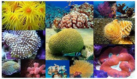 Esta es la importancia de cuidar los arrecifes de coral, hogar de