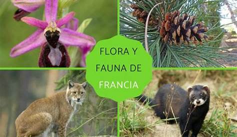 Francia : Flora y fauna