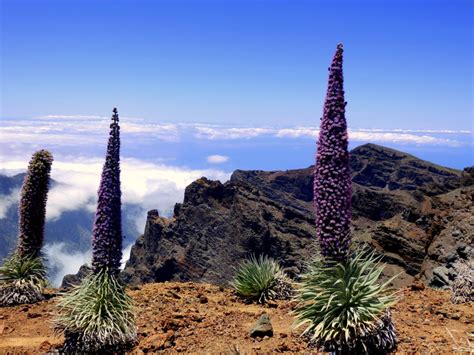 Images Flora De La Palma Ideas