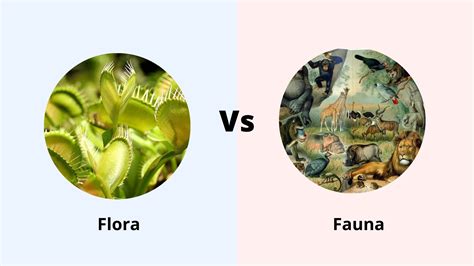 flora e fauna wikipedia