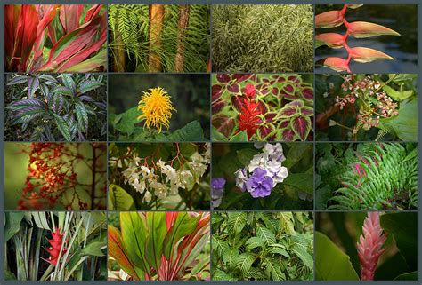 flora en costa rica