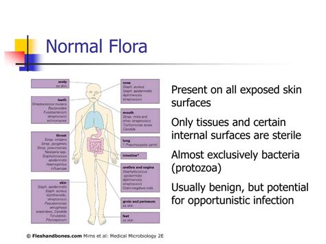 flora in human body