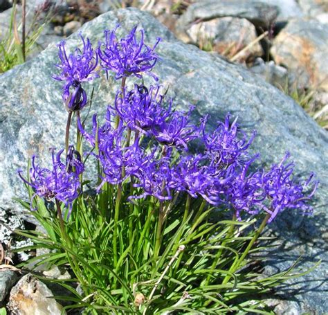 Images Flora Valle D Aosta New