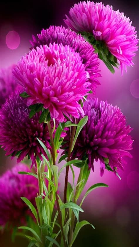 beautiful flowers dp images beautifulflowersromantic (With images