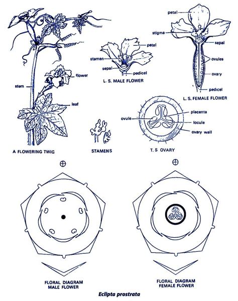 Floral Formula Of Sunflower