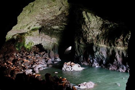 florence sea lion caves oregon