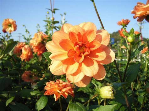 Everything You Need To Know About Flores Dalias