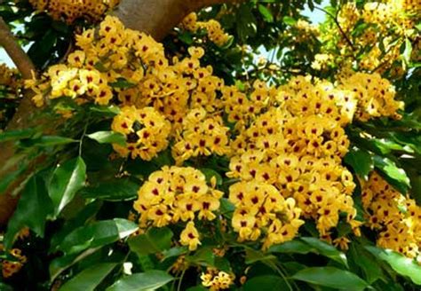 flores do brasil e seus nomes populares