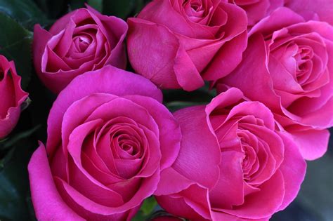 Discover the Magic of Flores Rosadas