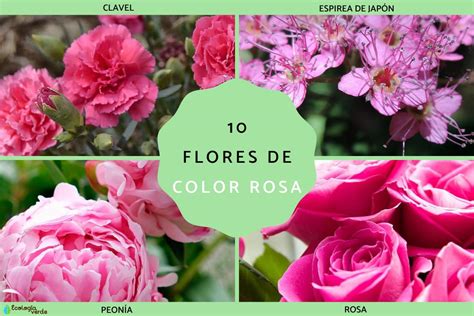 Best Flores Rosas for Every Romantic Setting