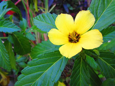 flores tipicas do brasil