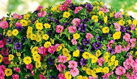 Flori Curgatoare De Balcon Rezistente La Soare CĂLĂTORII Culorile Splendide Din !