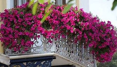 Cele mai spectaculoase flori curgatoare pentru balcon