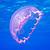 florida keys jellyfish