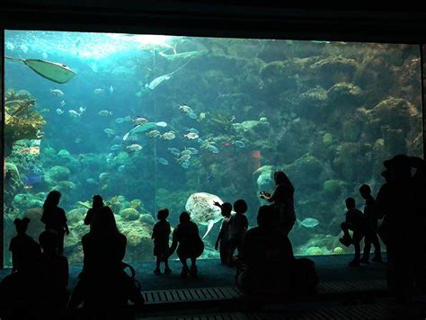 Florida Aquarium Experiences